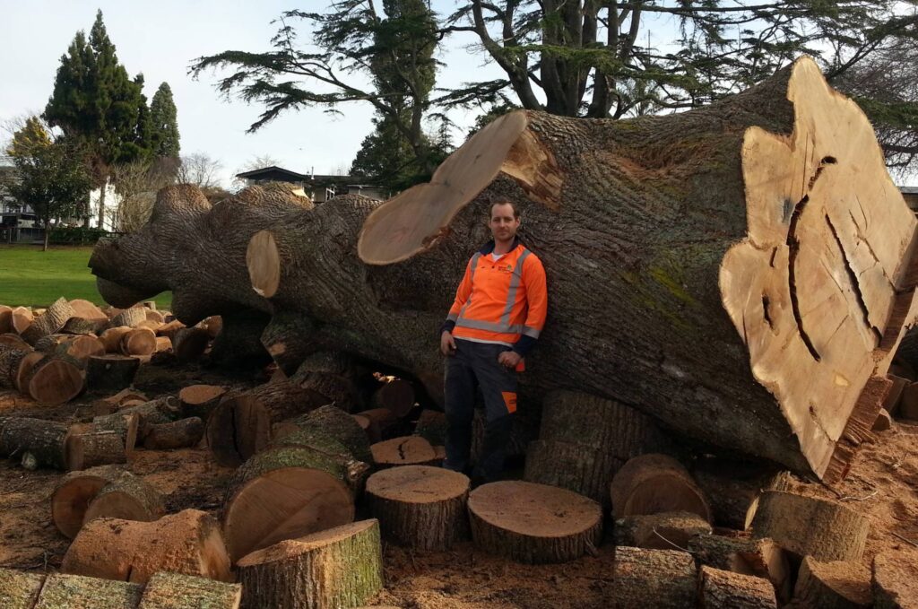 Stump Grinding Services Near Me