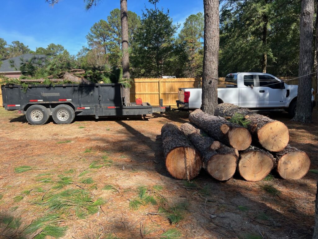 tree removal 