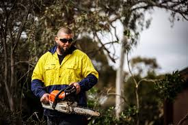 Arborists Sydney