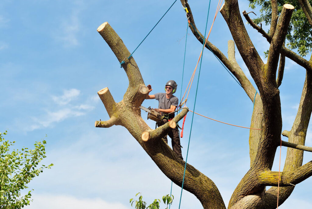 tree-removal