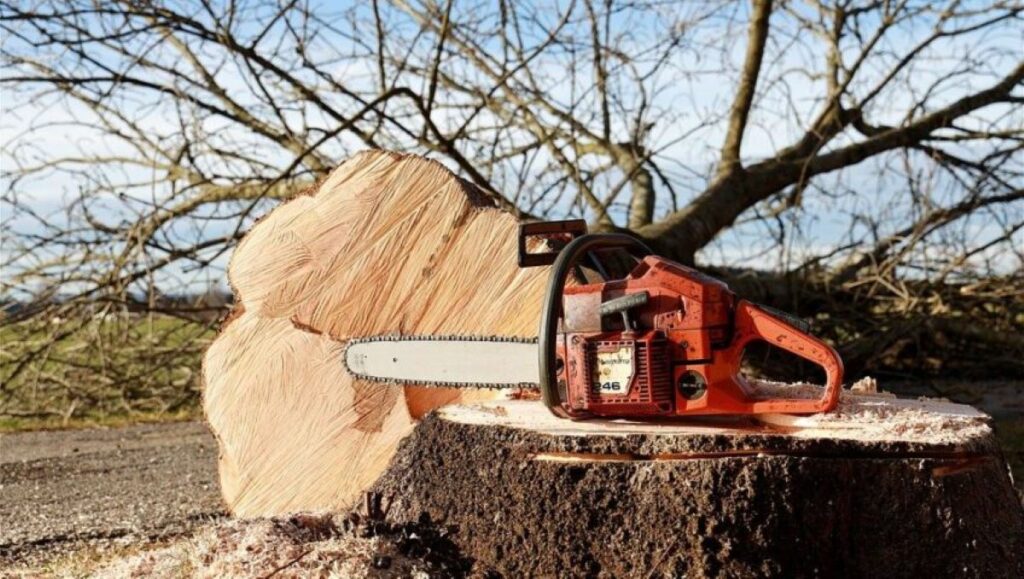 grinding large tree stumps